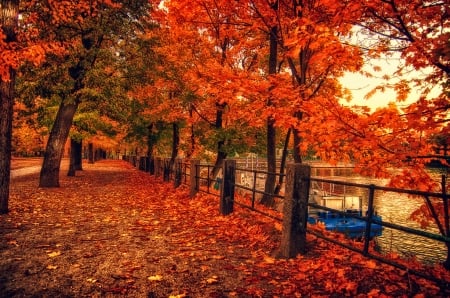 autumn trees - fall, trees, autumn, garden, colors, park, foliage