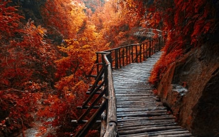 Forest Path - forest, fall, red leaves, beautiful, bridge, wooden path, treees, morning view, river, autum, trees, walkway, autumn