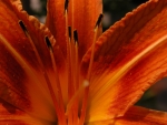 orange flower macro