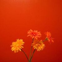 orange flowers