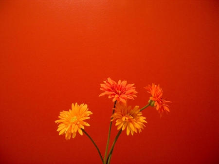 orange flowers - stem, flowers, orange, green