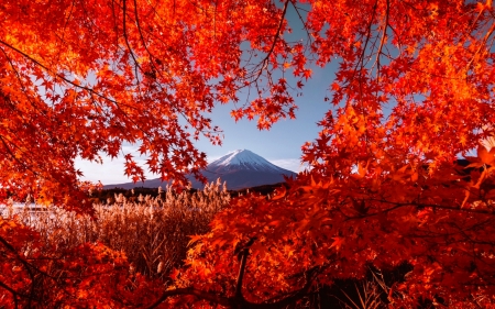 Autumn in mountains - branches, autumn, mountain, trees, peak, foliage, fall, red, beautiful, leaves, colors