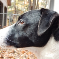 Jack Russell Terrier - Max