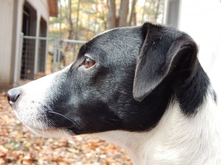 Jack Russell Terrier - Max - photography, pets, dogs, jack russell terrier