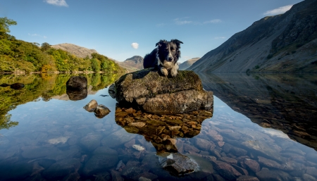 Border Collie - paddy, stone, water, black, white, boder collie, dog, animal, rock, john malley