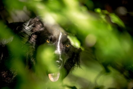 Hiding - paddy, hiding, dog, animal, green, summer, john malley, border collie