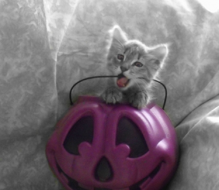 Halloween kitten - halloween, animals, cats, kitten