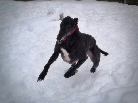 Jet in Flight - animals, winter, dogs, photography, fast dogs, greyhound