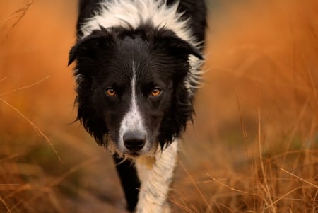 Coming - do, john malley, eyes, dog, grass, orange, paddy, black, animal, autumn, border collie, whitr