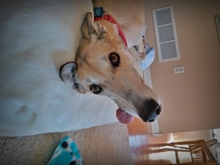 Blaze ~ ( Rotate Counter Clockwise ) - pets, animals, dogs, fast dogs, greyhound