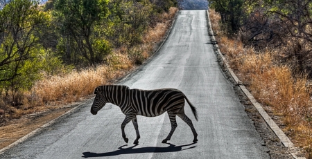 Beautiful Africa - street, zebra, beautiful, africa