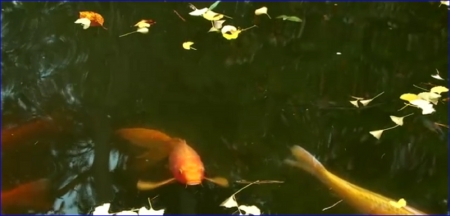 gold fish in pond - nature, pond, fishes, fish, animals