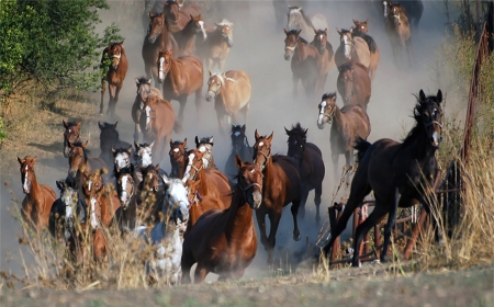 Wild Horses - horse, animal, amazing, power