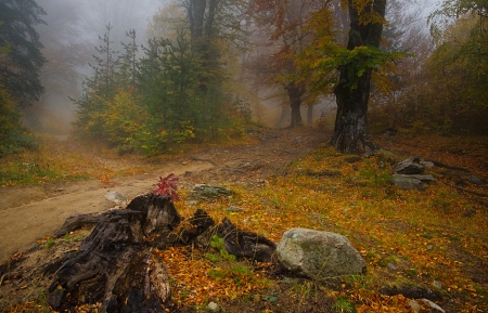 Autumn Leaves - forest, tree, leaves, autumn