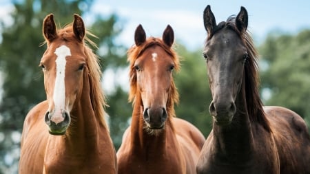 Three Horses - Theme, horses, Firefox Persona, ranch, western, country, farm