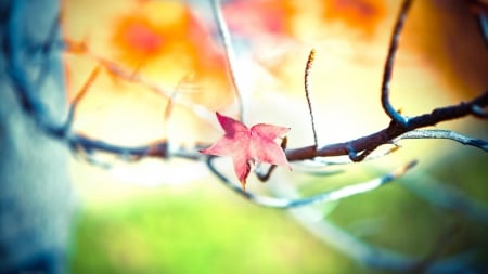 Branch - fall, trees, branch, nature, autumn, photography, leaf