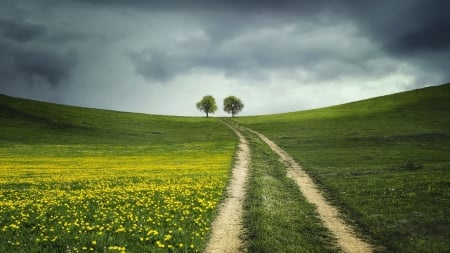 Flower Fields - flower, scenery, clouds, fields, nature