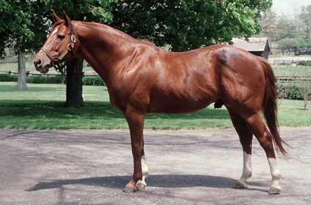 Secretariat in 1988 - Horse 1 - beautiful, thorobred, photography, photo, horse, wide screen, equine, animal, thoroughbred, Secretariet