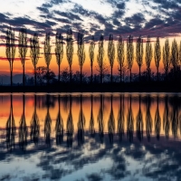 Casuarina Trees