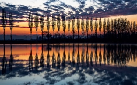 Casuarina Trees - clouds, trees, nature, lake, casuarina, reflection