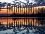 Casuarina Trees