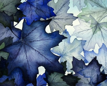 Blue and White Maple - white, leaves, maple, blue