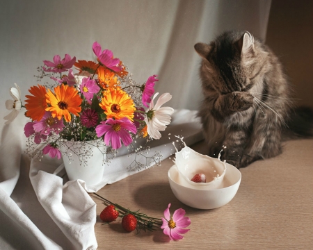 Still Life - animal, flowers, still life, cat