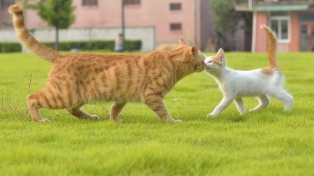 We meet again. - big, white, cats, little, orange