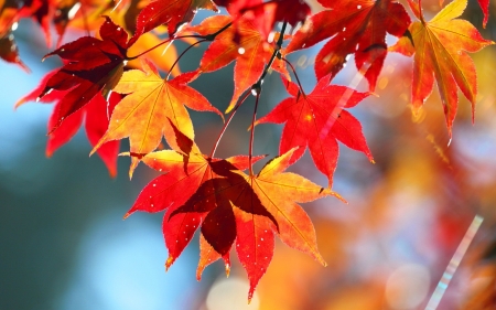 Autumn leaves - fall, autumn, beautiful, leaves, tree, foliage