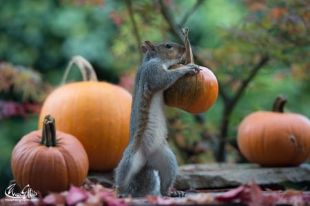 Choosing pumpkins - halloween, max ellis, orange pumpkin, squirrel, animal, funny, cute