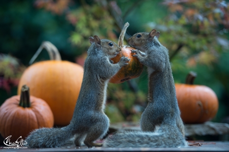 Choosing pumpkins - max ellis, pumpkin, orange, animal, funny, halloween, cute, situation, couple, squirrel