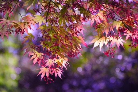 Autumn Leaves - leaves, branches, fall, autumn