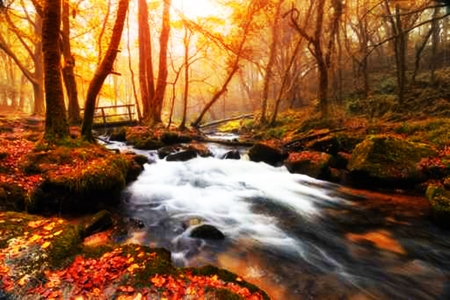 Misty Autumn Woods - autumn, woods, misty, river