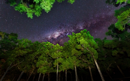 Milky Way - sky, milky way, trees, stars, night