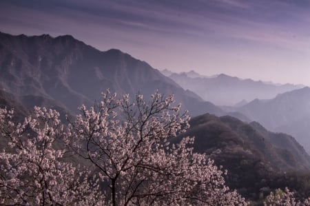 Mountains in branches - mountains, branches, nature, view