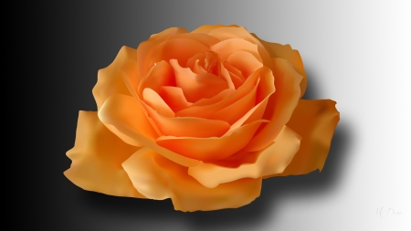 A Perfect Rose - flowers, Firefox Persona theme, summer, rose, floral, orange rose