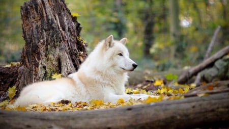 Wolf on Autumn Forest - animal, forest, wolf, autumn