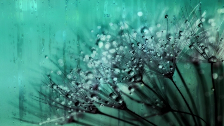 Outside - flowers, wp, nature, rain