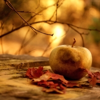 Autumn Leaves and Apple