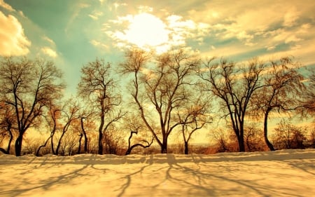 tree shadow on a sunny winter day - trees, shadows, sun, snow, winter, field