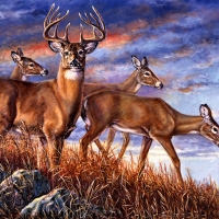 Evening Deer Herd F2C