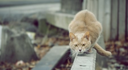 Just before... - looking, attack, angry, cat