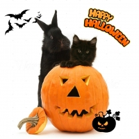 black bunny and kitty in a Halloween pumpkin