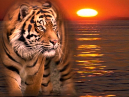 Tiger at Sunset - animal, sunset, tiger, reflection