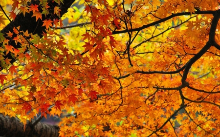 Golden Autumn - fall, leaves, colors, tree, twigs