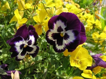 Pretty Thoughts Bouquet - pansy, flowers, bouquet, daffodils, nature