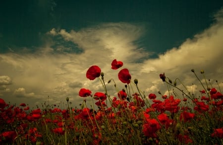 Wild Flowers - clouds, flower, red, wild