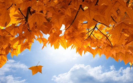 Blue Sky & autumn  leaves - leaves, sky, mapel, clouds