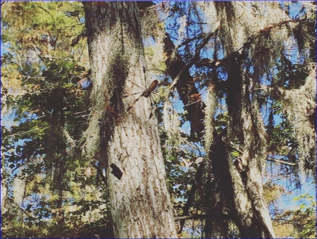 spider on tree - nature, trees, spiders, forest, spider, tree