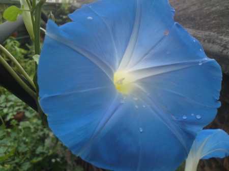 Pretty in blue - bloom, flowers, nature, blue